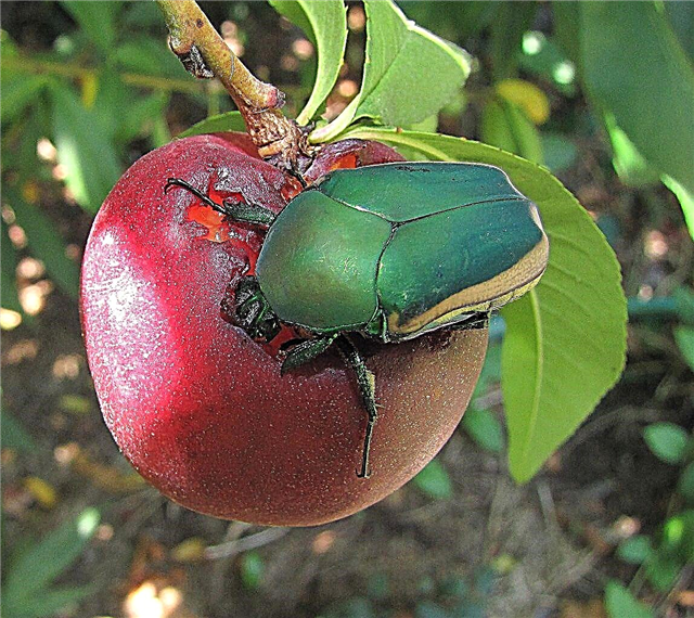 Fatos do besouro do figo - controle de besouros do figo no jardim