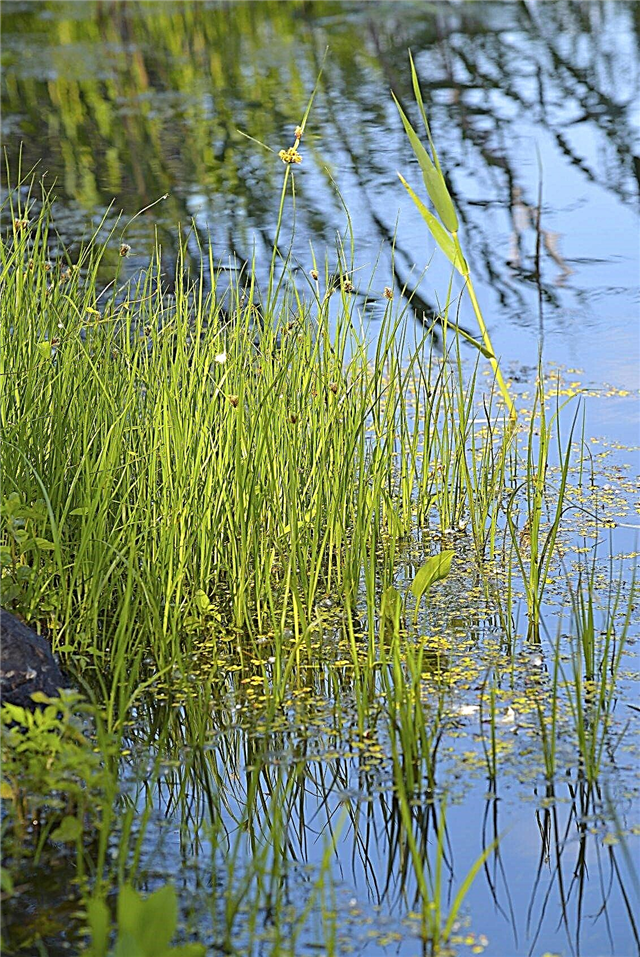 Fatos de plantas de junco: Aprenda sobre o controle de junco em lagoas