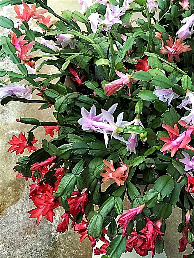 Woody Christmas Cactus: Fixing A Christmas Cactus With Woody Stems