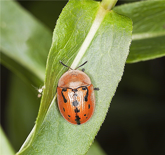 Kontroll av skilpadde Beetle: Lær hvordan bli kvitt skilpaddekjelene