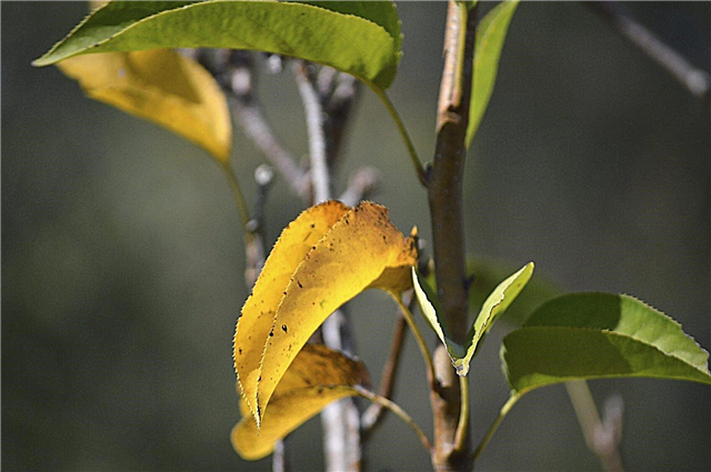 Желтые грушевые листья: что делать, если у грушевого дерева желтые листья