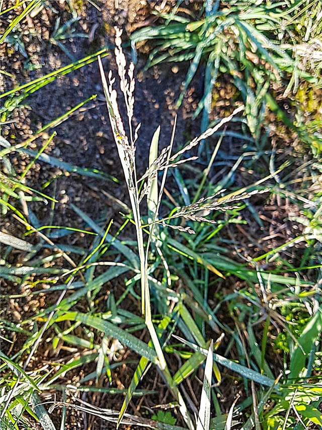 Torpedograss Weeds: Советы по борьбе с торпедографом