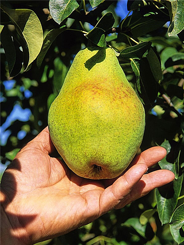 Når er pærer modne å spise: Lær om høstetid for pæretre