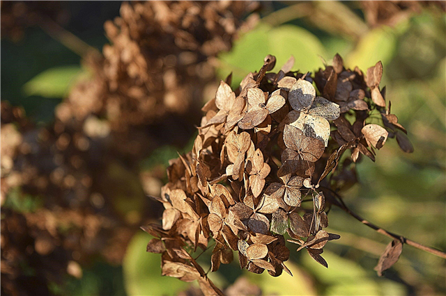Deadheading hortenzije: uklanjanje istrošenih cvjetova na hortenziji