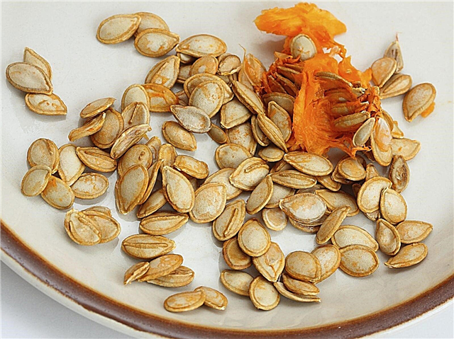 Прехрана семенки бундеве: како жетву семенки бундеве јести