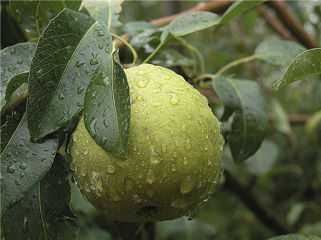 Irrigação da árvore de pera: Pontas em molhar uma árvore de pera