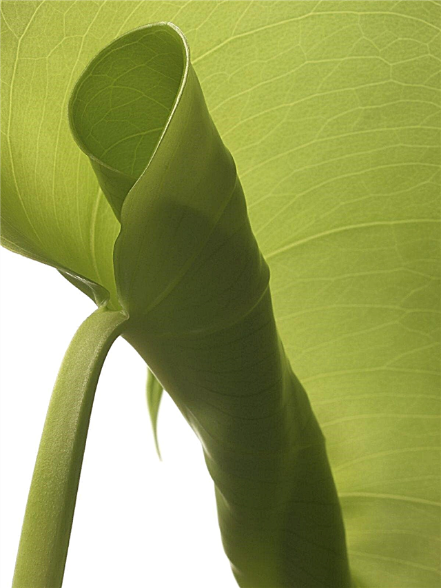 Curl de hojas en plantas de caucho: ¿Qué causa que las hojas de plantas de caucho se curven?