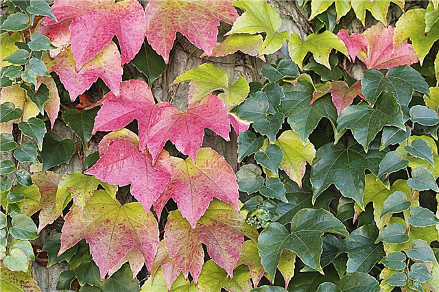 Boston Ivy Leaf Drop: Raisons de la chute des feuilles de Boston Ivy