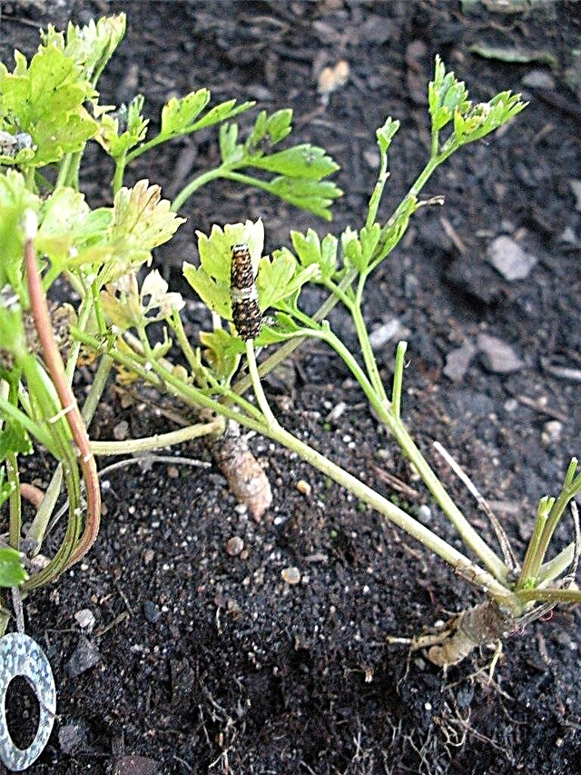أمراض البقدونس - تعرف على مشاكل نباتات البقدونس
