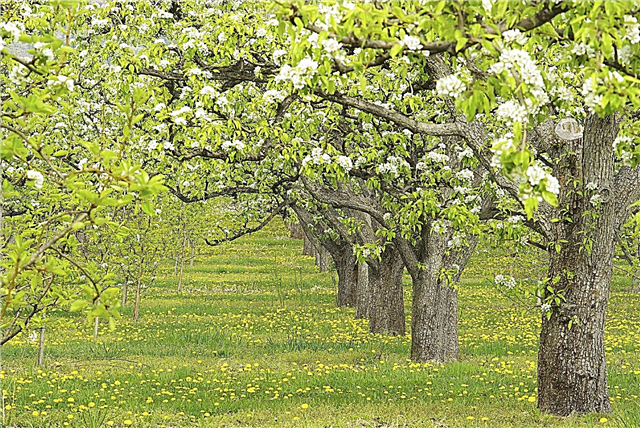 梨の木受粉ガイド–梨の木と受粉について学ぶ