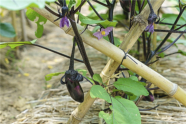 Aubergine Support Ideas - Lär dig mer om stöd för aubergine
