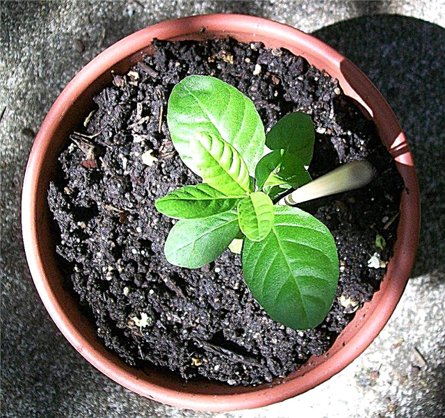Καλλιέργεια γκοϋάβα σε δοχεία: Πώς να μεγαλώσετε γκουάβα σε γλάστρες