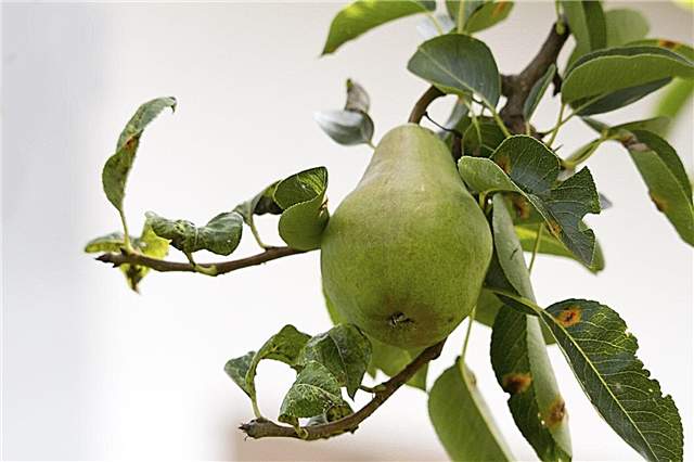Pear Tree Leaf Curl: Lär dig mer om Leaf Curl på päronträd