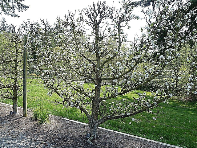Espalier梨の木のメンテナンス：梨の木をEspalierする方法