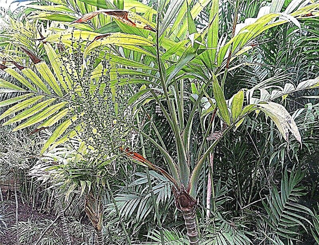 Paloane în aer liber: Cum să vă îngrijiți de palmierul din exterior
