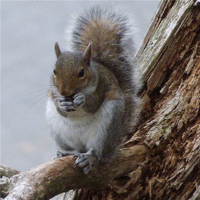 Eekhoornvriendelijke tuinen creëren: hoe eekhoorns in de tuin te verwelkomen