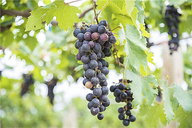 Szőlőfajták: Különböző típusú szőlő