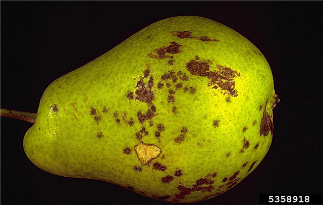 Penyakit Dan Rawatan Pokok Pear: Mendiagnosis Dan Mengubati Penyakit Pada Pir
