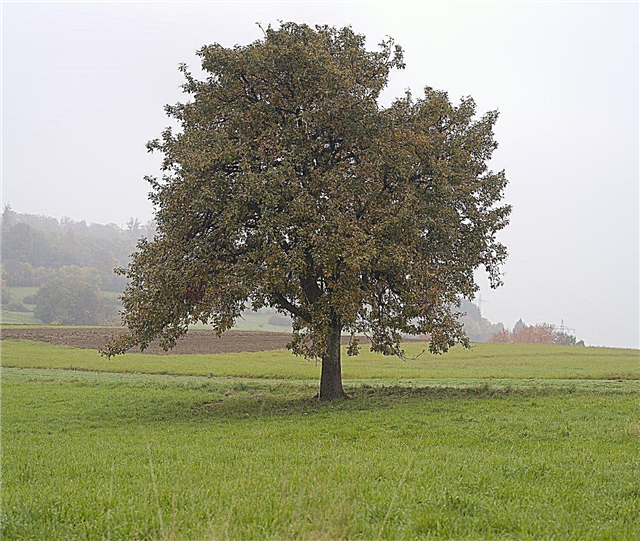 معلومات عمر شجرة الكمثرى: كم من الوقت تعيش أشجار الكمثرى