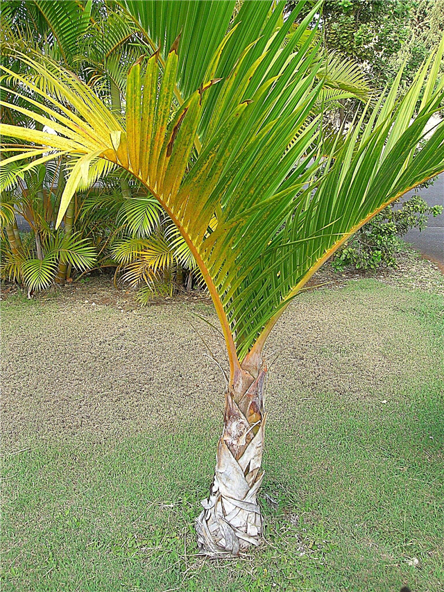 Palmeiras crescentes do eixo: como cuidar de uma palmeira do eixo