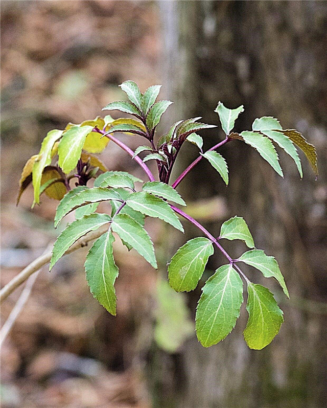 Προβλήματα Elderberry Leaf: Τι να κάνετε για τα φύλλα Elderberry που γίνονται κίτρινα