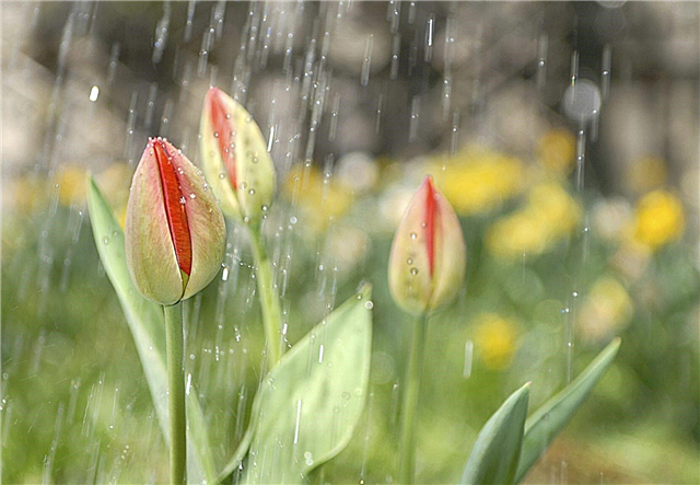 Rega de bulbos de tulipa: quanta água precisa de bulbos de tulipa