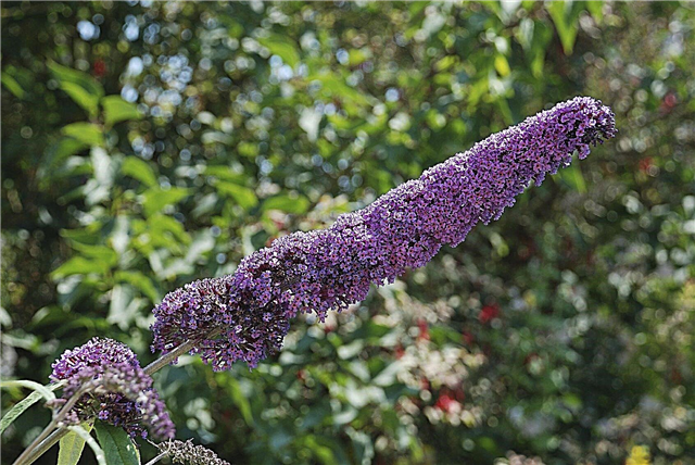 Bush Butterfly ของฉันไม่ได้บาน - วิธีการรับ Butterfly Bush To Bloom