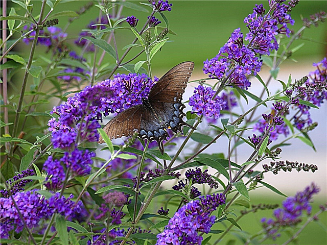 Bester Dünger für Schmetterlingsbüsche: Tipps zur Düngung eines Schmetterlingsstrauchs