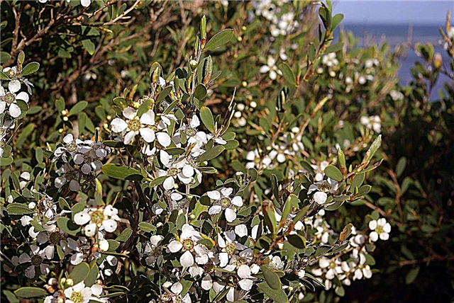 Cultivo de plantas Esperance: información sobre el árbol de té plateado