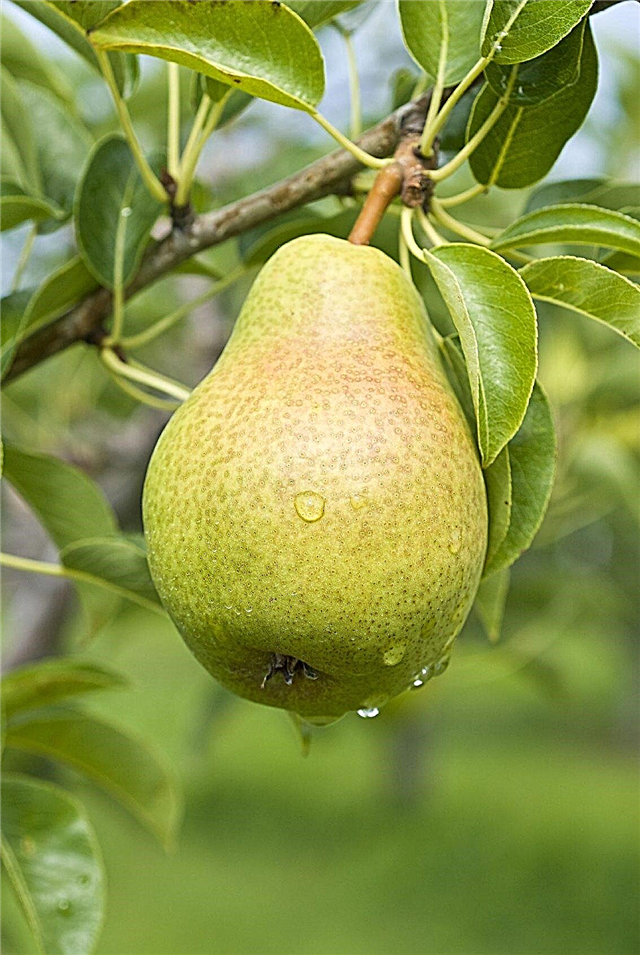 Fertilizante da árvore de pera: Pontas em fertilizar uma árvore de pera