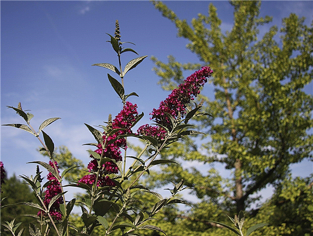 Extienda los arbustos de mariposas: control de los arbustos de mariposas invasivos