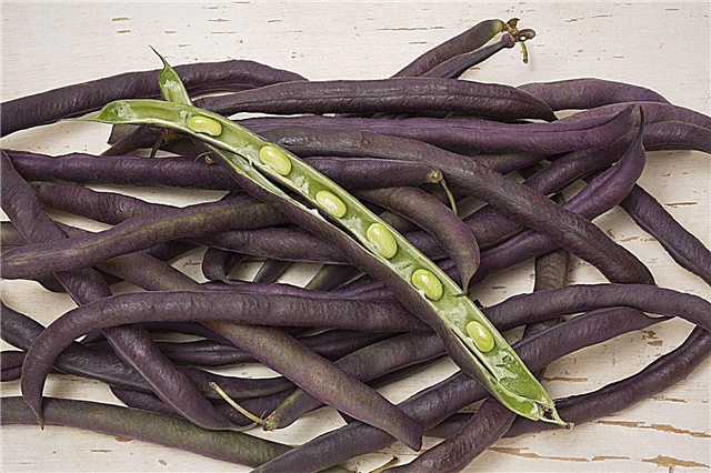 Vrste vijoličnih grahovih grah - Naučite se, kako gojiti škrlatni grah