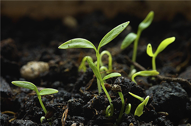 Crescimento da semente da salsa - aprenda como crescer a salsa da semente