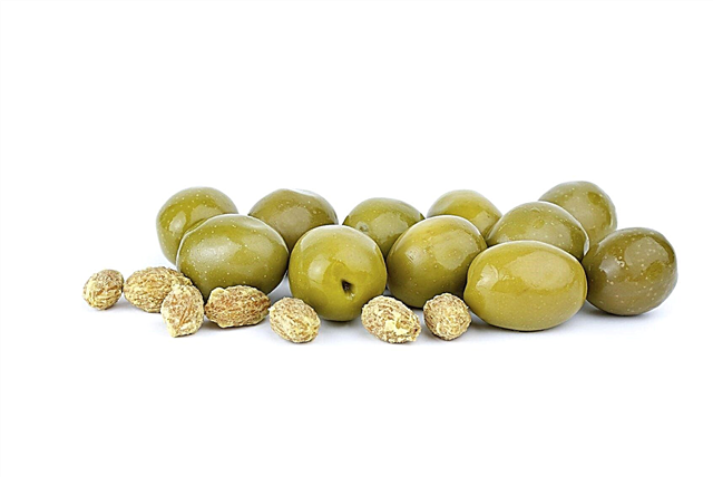 Olive Pit Propagation - เรียนรู้วิธีปลูก Olive Olive