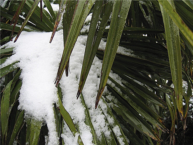 Tropski vrtovi s hladnom klimom: Najbolje biljke za tropski izgled u hladnoj klimi