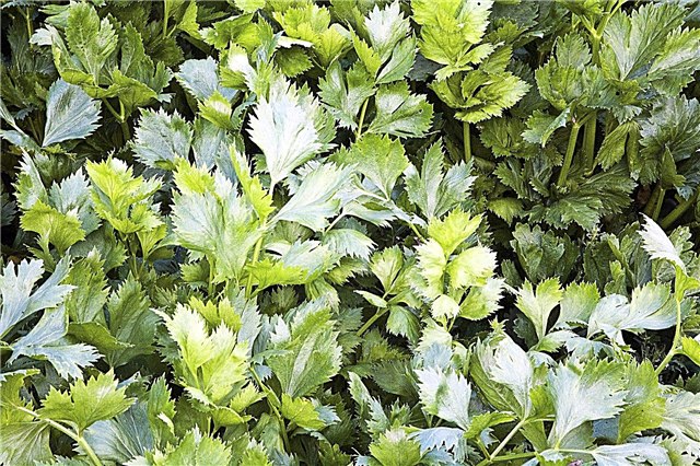 Інформація про листя селери: Дізнайтеся про вирощування селери як рослини рослини