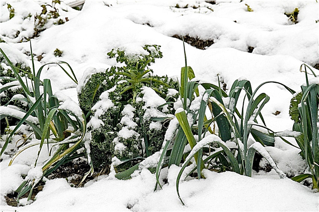 Цоол сезонско баштованство: Водич за узгој зимског поврћа
