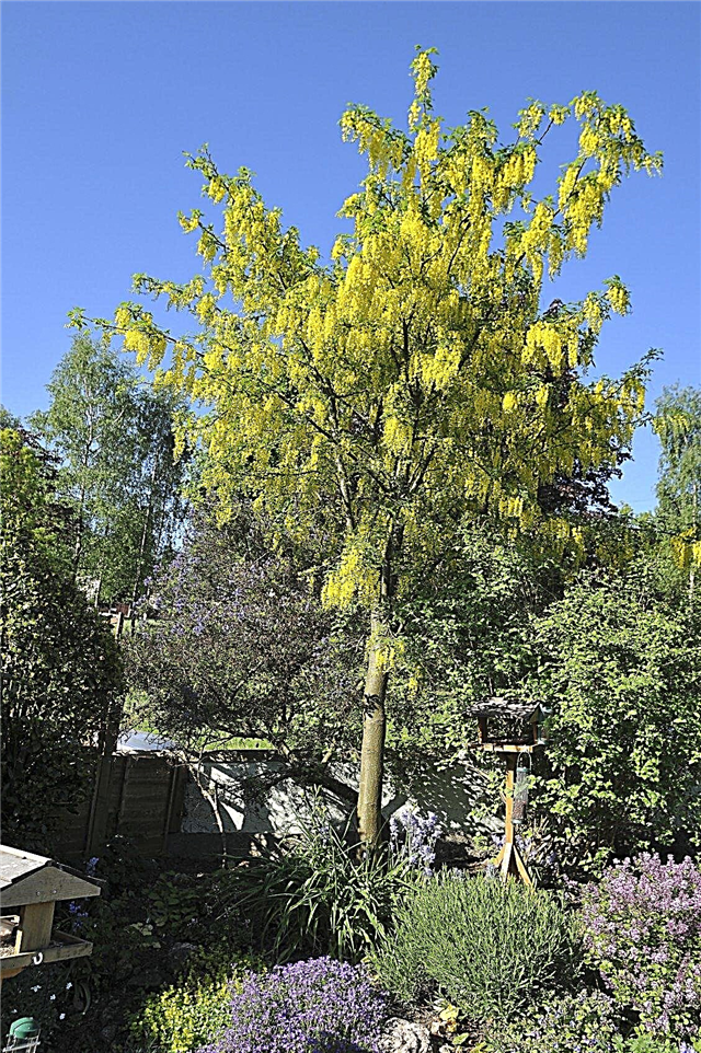 Informacije o drevesu laburnuma: Nasveti za gojenje dreves Goldenchain