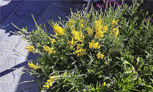 Cuidados com os arbustos da vassoura doce - Como plantar arbustos da vassoura