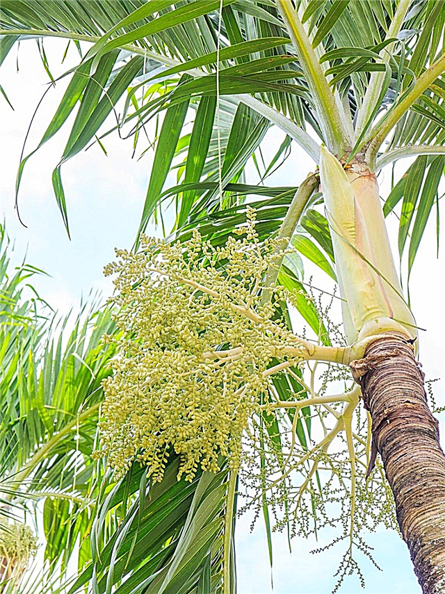 Dejstva o božični palmi: nasveti o rastočih božičnih palmah