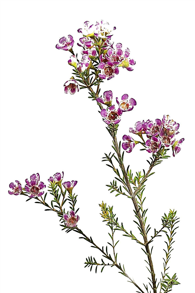Plantas de cera: Chamelaucium Waxflower Care en jardines