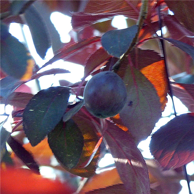 Fruits ornementaux comestibles - Pourquoi mon arbre ornemental fructifie-t-il