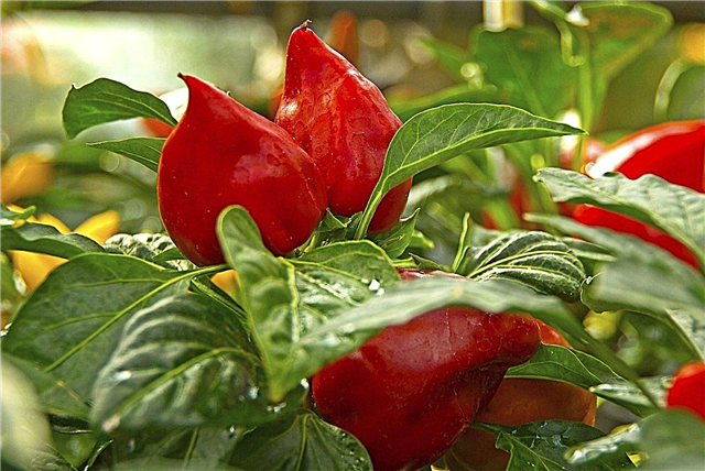 Pimento Sweet Peppers: tips för odling av Pimento Peppers