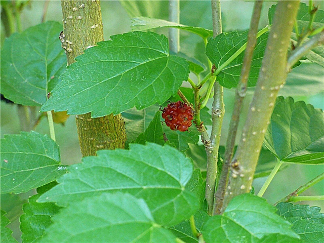 Mulberry Tree Care - Aprenda cómo cultivar árboles de morera