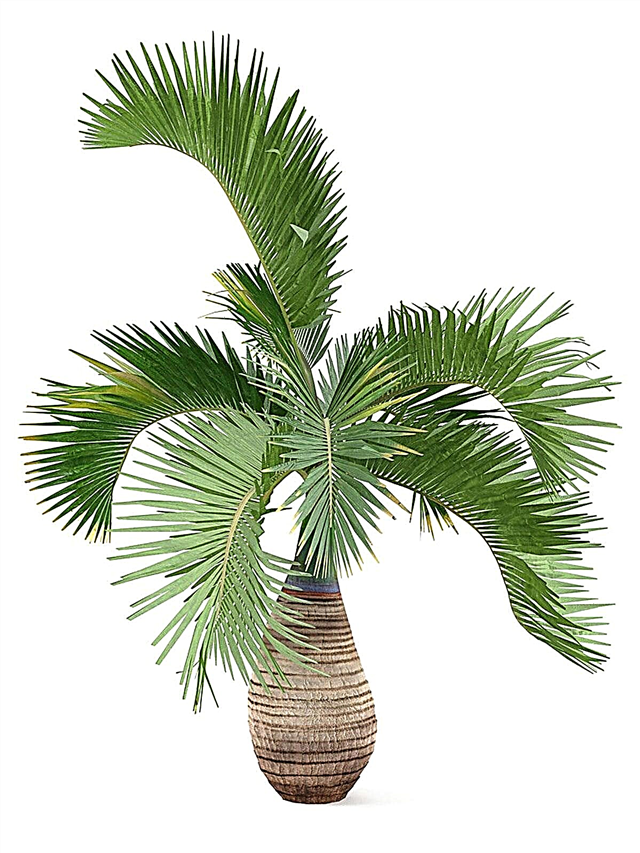 Plantando uma garrafa de palma - Dicas sobre como cuidar de uma palmeira garrafa