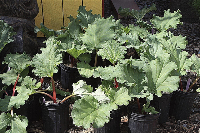 Zal rabarber groeien in containers - tips voor het kweken van rabarber in potten