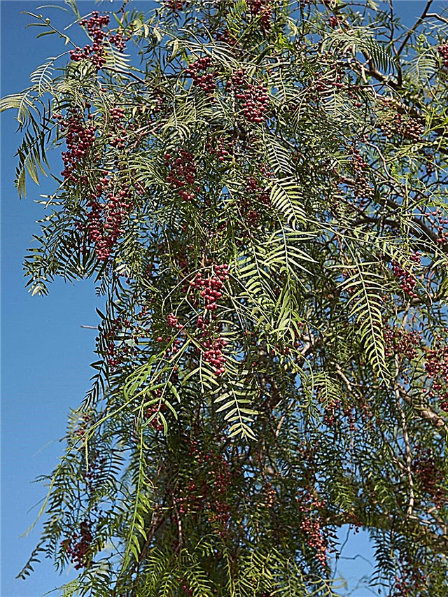 California Pepper Tree Care: Como cultivar uma árvore de pimenta da Califórnia