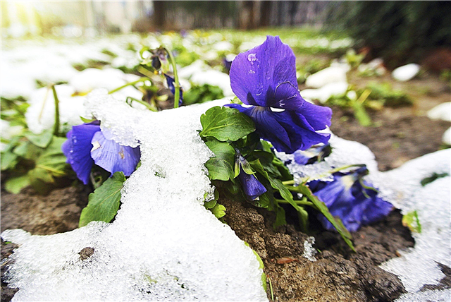 Pilsētas dārzu ziemošana: Rūpes par pilsētas dārziem ziemā