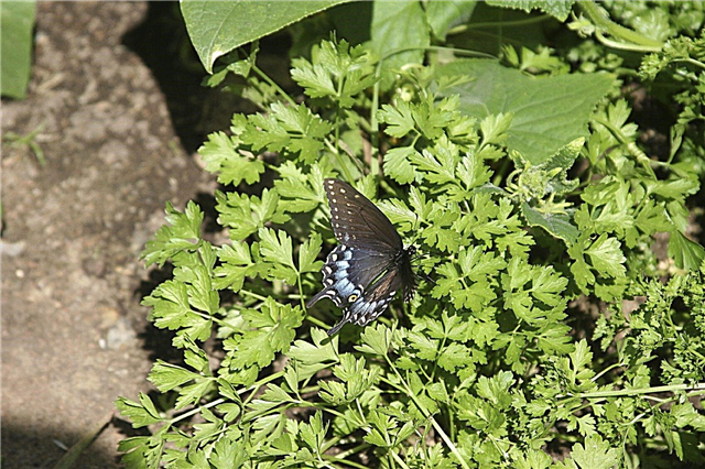 Verwenden von Petersilie für Schmetterlinge: Wie man schwarze Schwalbenschwanz-Schmetterlinge anzieht