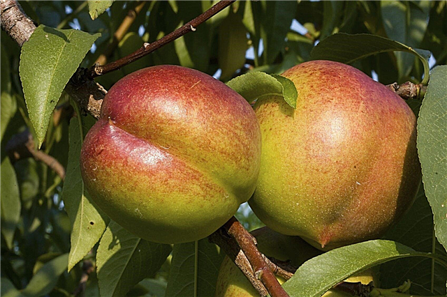 Nectarine Harvest Season: Tips om plukking av nektariner